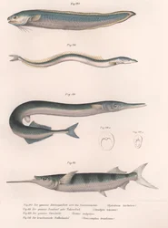 Vanlig slangefisk. Vanlig tobis. Vanlig Hornhecht. Brasiliansk halvnebb, ca. 1850-tallet
