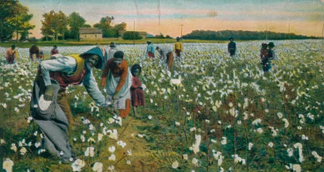 Cotton Picking, Augusta, Georgia, c1900
