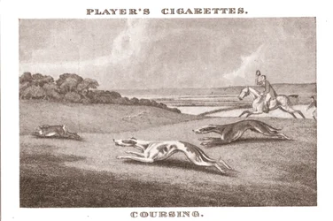 Coursing-11, 1924.
