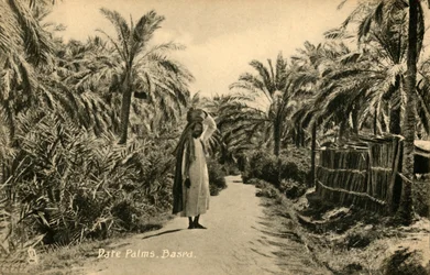 Daddelpalmer, Basra, c1918-c1939.