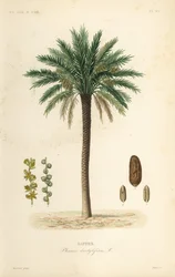 Daddelpalme, Phoenix dactylifera, Dattier