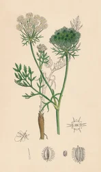 Daucus Carota. Vill gulrot, 1800-tallet