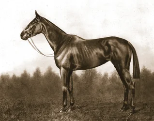 Demure, 1911.