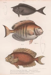 Doctorfish tang, vanlig snapper, kortsnute enhjørningfisk
