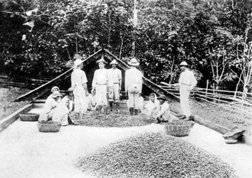 Tørking av kakao, Trinidad, ca 1900-tallet
