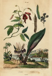Dusky korallerter, Kennedia rubicunda 1, falsk sarsaparilla, Hardenbergia violacea 2 og blackhorm