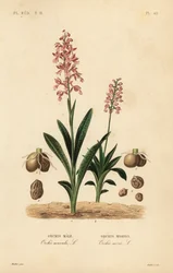 Tidlig lilla orkide, hannorkide, hannorkide og grønnvinget orkide, Anacamptis morio, Orchis morion
