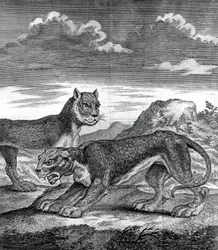 Østindisk leopard, 1750