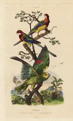Eastern rosella, Platycercus-eksamener og gulkronet amazon, Amazona ochrocephala