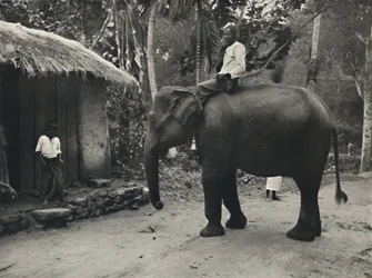 Elefant på en sti nær Kandy, 1926