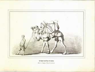 En Kamel med fører fra Sardes. Illustrasjon hentet fra boken Brogede rejsebilleder av Jerichau-Baumann, Elisabeth og utgitt av Forlagsbureauet (København, 1881)