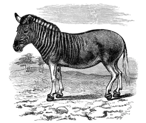 Gravering av en Quagga, 1893