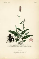 Europeisk bistort eller slangerot, Persicaria bistorta, Polygonum bistorta, Bistorte