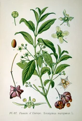 Europeisk spindeltre, 1893