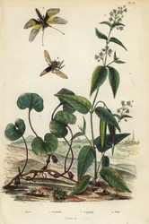 Europeisk vill ingefær, Asarum europaeum 1, Libelloides longicornis, Ascalaphus longicornis 2, milkweed, Asclepias syriaca 3 og hornet røverflue, Asilus hornet
