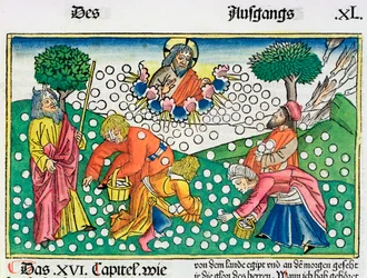 2. Mosebok 16:13-22: Gud gir vaktel og Manna til israelittene