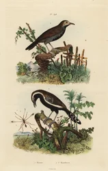 Fairyfly, Mymar pulchellum 1, sørlig hvitfrynset myrfugl, Formicivora grisea 2 og svartstrupe, Myrmophylax atrothorax melanura 3
