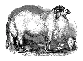 Fetthalede sauer fra Syria, 1848