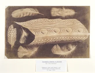 Fjær, ca 1840