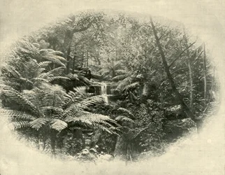 Fern Tree Gully, Tasmania, 1901.