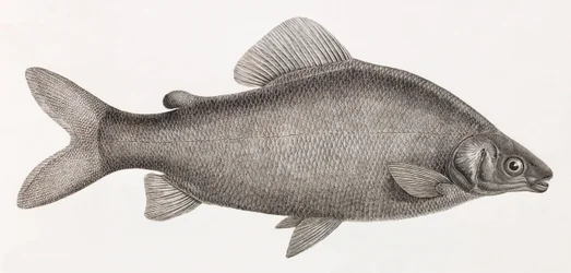 Fisk: Le Characin Nefasch