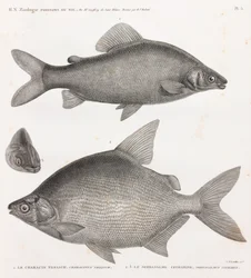 Fisk: Characin Nefasch & Serrasalme Citharine
