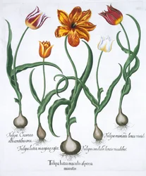 Fem tulipaner, 1613