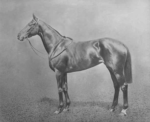 Flair, 1911