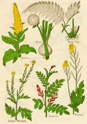Blomster: Mullein, løk, hannbregne, nodge-sennep, lakris, sennep, c1940