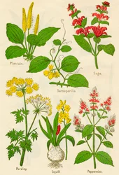 Blomster: Groblad, Sarsaparilla, Salvie, Persille, Squill, Peppermynte, c1940