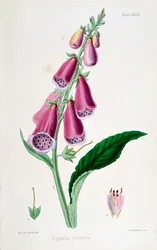 Revebjelle Digitalis purpurea, 1800-tallet.