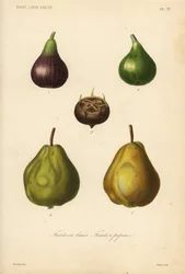 Frukt, kjernefrukt og bærfrukt