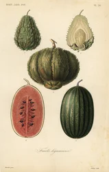 Frukt, frukt legumieres