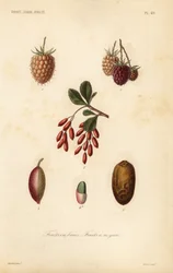 Frukt, nøtter og bær, bærfrukter, steinfrukter