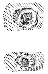 Galileos-tegning av månekratere, 1611, c1655