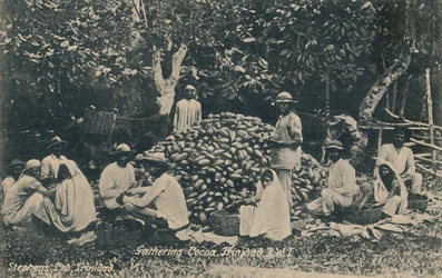 Gathering Cocoa, Trinidad, B.W.I., tidlig på 1900-tallet.