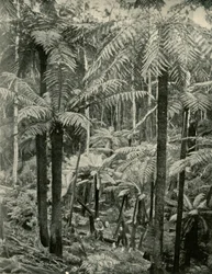 Kjempebregner ved Gembrook, 1901.