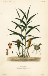 Ingefær eller ingefærrot, Zingiber officinale, Amomum zingiber, Gingembre