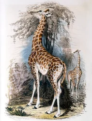 Giraffe surfer på et tre, 1836