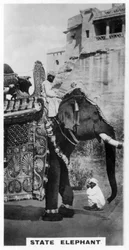 Regjeringselefant i statsdrakt, Sør-India, c1925