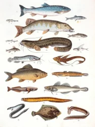 Beinfisk og bløtfinnefisk