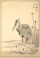 Grey Heron Aosagi og Mizu-aoi Plant, 1857.