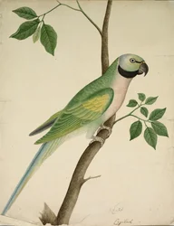Grønn papegøye, ca. 1820.