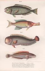 Grønn papegøyefisk. Indisk longmouth, Rasirnesser, Wrasse, ca. 1850-tallet