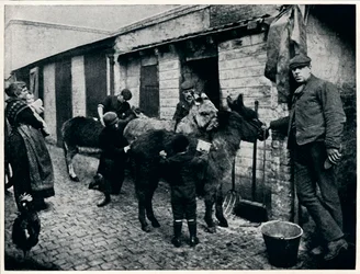 Grooming costers esler, London, c1903 1903