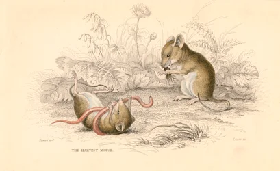 Harvest mus Micromys minutus of the Old World, 1828