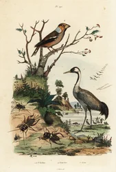 Hagefink, Coccothraustes coccothraustes 2, trane, Grus grus 3, og sirisser, Gryllus campestris 1