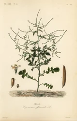 Hekksennep, Sisymbrium officinale, Erysimum officinale, Velar