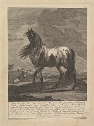 Hest, 1700-tallet.