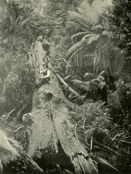 How Are The Mighty Fallen, 1901.